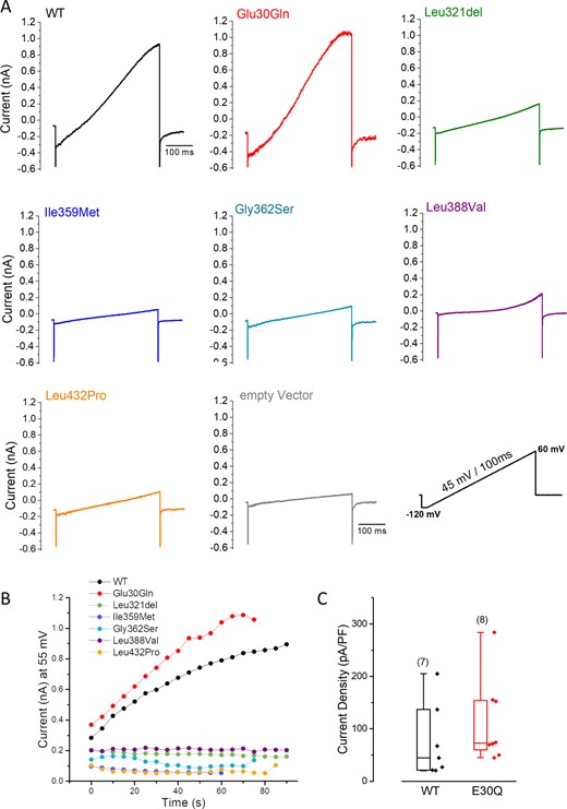 Impact of six selected KCNN2 variants on SK2 channel functional expression. (A) Representative traces of whole cell current recorded from CHO-K1 cells transiently transfected with human wild-type (WT) or mutant hKCNN2 plasmid during a voltage ramp protocol using the patch-clamp technique. Each current trace is the steady-state current obtained after calcium dialysis following the establishment of the whole cell configuration. hKCNN2 p.Leu321del (n = 5), p.Ile359Met (n = 5), p.Gly362Ser (n = 5), p.Leu388Val (n = 8) and p.Leu432Pro (n = 9) mutants do not conduct functional SK2 currents whereas hKCNN2 p.Glu30Gln (n = 8) conducts a SK2 current similar to that expressed by hKCNN2 wild-type (n = 22). (B) Time course of current amplitudes at 55 mV recorded from the cells shown in A, voltage ramp protocols being applied every 5 s. (C) Box plots of the current density for wild-type and p.Glu30Gln (E30Q) showing the median (horizontal line), the 25–75% percentile range (box) and range within 1.5 IQR (whiskers). Numbers of experiment from different cells are shown in parentheses. Statistical analysis between groups was performed with the Kruskal-Wallis ANOVA on ranks (Mann-Whitney rank-sum test, P = 0.121).