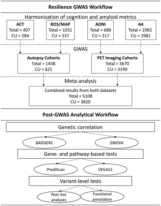Workflow of analytical activities. CU = cognitively unimpaired.