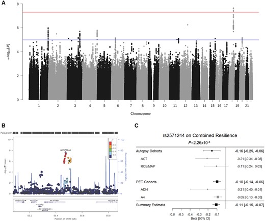 Variant-level resilience GWAS results. (A) Manhattan plot of results from the GWAS analysis of combined resilience. GWAS significance (5 × 10−8) is indicated by the red line, while suggestive significance (1 × 10−5) is indicated by the blue line. (B) LocusZoom plot of the GWAS-significant locus on chromosome 18. Colours denote linkage disequilibrium with the most statistically significant SNP. (C) Forest plot for the top SNP on chromosome 18 is presented demonstrating consistent direction and magnitude of effect across the autopsy and PET datasets and within the component cohorts. The summary estimate at the bottom indicates the meta-analysis of the autopsy and PET combined datasets. CI = confidence interval.