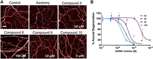 Isothiazole SARM1 inhibitors protect injured axons in vitro. (A) DRG mouse cultures were treated for 2 h with compounds 4, 8, 9 and 10 and then subjected to axotomy. Whereas axons in untreated cultures fragmented completely, axons from cultures treated with isothiazole inhibitors were completely protected 16 h post-axotomy. Scale bar = 25 µm. (B) Quantification of fragmentation showed that axonal protection with isothiazoles was dose-dependent. Values represent mean ± SEM n = 4/dose. Representative of three independent experiments with similar results.