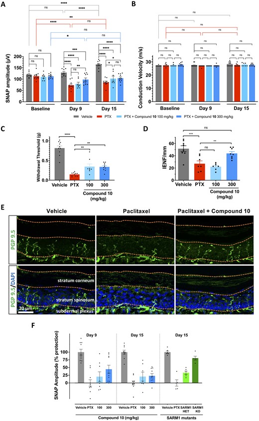 Pharmacological SARM1 inhibitor protects axonal integrity and function in a model of CIPN. Mice were subjected to the paclitaxel CIPN model described in the 'Materials and methods' section and Supplementary Fig. 5, while treated orally with vehicle, or the isothiazole SARM1 inhibitor compound 10 at the doses indicated in the figure. (A) SNAP amplitudes from tail nerves measured at 9 and 15 days after the first dose of paclitaxel were partially protected at the highest dose, while also showing a non-statistically significant trend towards protection at the lower dose. There was a significant main effect between groups, two-way repeated measures ANOVA F(3,33) = 28.12, P < 0.0001; time F(2,66)  = 17.37, P < 0.0001; Time × Treatment group F(6,66) = 10.61, P < 0.0001; Holm–Sidak post hoc *P < 0.05; **P < 0.01; ****P < 0.0001; n = 7–10 per group. (B) Nerve conduction velocity was not affected by paclitaxel or compound treatment. There was no significant main effect by two-way ANOVA, treatment groups F(3,33) = 1.287, P = 0.2951 and Time × Treatment group F(6,66) = 1.146, P = 0.346; n = 7–10 per group. (C) Mechanical withdrawal threshold was significantly reduced by paclitaxel treatment and showed partial protection by treatment with compound 10. One-way ANOVA F(3,34) = 43.43, P < 0.0001, Holm–Sidak post hoc **P < 0.01; ****P < 0.0001; n = 7–10 per group. (D) IENFs were stained with the pan-axonal antibody PGP 9.5 and confocal microscopy images were quantified by a blind experimenter as described in the 'Materials and methods' section. Loss of IENF density induced by paclitaxel was significantly protected by SARM1 inhibitor. One-way ANOVA F(3,26) = 13.16, P < 0.0001; Holm–Sidak post hoc **P = 0.0091; ***P = 0.0003; n = 7–8 per group. (E) Representative images of IENFs in vehicle, paclitaxel and paclitaxel + 300 mg/kg compound 10. (F) Percentage protection of SNAP amplitudes in mice treated with paclitaxel and compound 10 at 9 and 15 days versus percentage protection achieved through genetic reduction of SARM1 in Sarm1 heterozygous (HET) and Sarm1 knockout (KO) at 15 days. The magnitude of protection with the highest dose of compound 10 approached that of Sarm1 heterozygous.