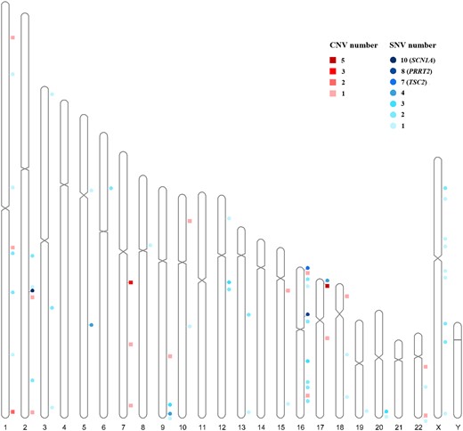 Distribution across chromosomes of associated diagnostic SNVs and diagnostic CNVs. Circles represent SNVs; squares represent CNVs; CNV number represents diagnostic CNV number in the region; SNV number represents diagnostic SNV number in a gene.