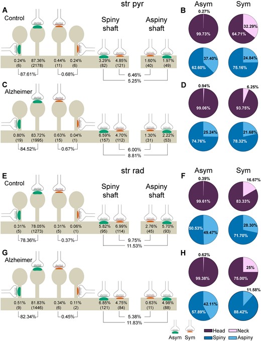 Representation of the distribution of synapses according to their postsynaptic targets in the stratum pyramidale (str pyr) and radiatum (str rad) of CA1 in control and Alzheimer’s disease cases. (A, C, E and G) Percentages of axospinous (both on the head and the neck of dendritic spines) and axodendritic (both spiny and aspiny) asymmetric synapses (green) and symmetric synapses (red). The numbers of each synaptic type are shown in brackets. (B, D, F and H) Pie charts to illustrate the proportion of asymmetric and symmetric synapses according to their location as axospinous synapses (i.e. on the head or neck of the spine) or axodendritic synapses (i.e. spiny or aspiny shafts). Alzheimer = Alzheimer’s disease; Asym = asymmetric synapses; Sym = symmetric synapses.