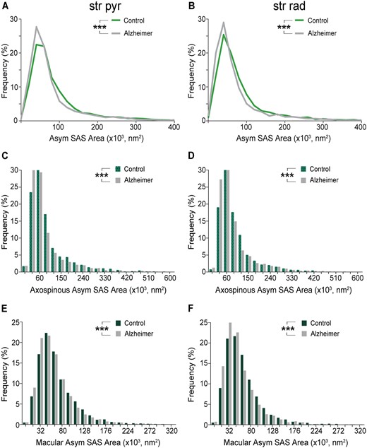 Graphs showing the SAS area of asymmetric synapses in the stratum pyramidale (str pyr) and radiatum (str rad) of CA1 in control and Alzheimer’s disease cases. (A and B) Frequency distributions of the SAS areas of asymmetric synapses in controls (green line) and Alzheimer’s disease cases (grey line) in stratum pyramidale (A) and stratum radiatum (B). (C and D) Frequency distributions of the SAS areas of axospinous asymmetric synapses in controls and Alzheimer’s disease cases in stratum pyramidale (C) and stratum radiatum (D). (E and F) Frequency distributions of the SAS areas of macular asymmetric synapses in controls and Alzheimer’s disease cases in stratum pyramidale (E) and stratum radiatum (F). Asymmetric synapses with the largest areas are less frequent in Alzheimer disease cases (see text for further details). Alzheimer = Alzheimer’s disease; Asym = asymmetric synapses. Statistical significance is represented by asterisks (***P < 0.001).