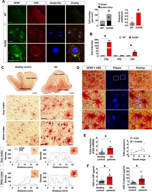 C8G expression in Alzheimer's disease mice and patients. (A) Immunofluorescence analysis of C8G in the hippocampus of wild-type (WT) and 5xFAD mice. Amyloid plaques were stained with Amylo-Glo® fluorescent tracer. Scale = 100 μm. The right panel shows normalized counts of GFAP-positive cells and co-localized cells per unit area in the hippocampus (n = 6) and averages of Pearson’s coefficient (n = 6). (B) C8 subtype mRNA level in the brain of control (Con) and 5xFAD mice (n = 5 per group). (C) Human C8G immunoreactivity in GFAP-positive astrocytes of grey matter and white matter of healthy controls and patients with Alzheimer’s disease (AD) (red: GFAP; black dots: C8G). C8G was detected using anti-C8G antibody and DAB chromogen. GFAP was developed using anti-GFAP antibody and a red alkaline phosphatase substrate kit. Red scale bar = 2 mm; black scale bar = 80 μm; and blue scale bar (inset) = 20 μm. Image analysis (green): C8G signal (black line) was elevated in GFAP-positive astrocytes (red line) in the cortex of patients. Green scale bar = 20 μm. (D) Immunoreactivity of human C8G/GFAP-positive astrocytes surrounding amyloid-β plaque (red: GFAP; black dots: C8G; blue: amyloid-β plaque). Double staining of C8G and GFAP was performed as described in C, and amyloid-β plaque was stained by Amylo-Glo tracer. Scale bar = 20 μm. (E) C8G mRNA level in the brain of healthy controls and patients with Alzheimer’s disease (both n = 6). C8G mRNA measured by real-time PCR. Right: Correlation between Braak stage and C8G expression. (F) Human C8G protein level in the CSF and plasma of healthy controls and patients with Alzheimer’s disease. Data are mean ± SEM. *P < 0.05, unpaired non-parametric test (Mann-Whitney) or Welch’s t-test.