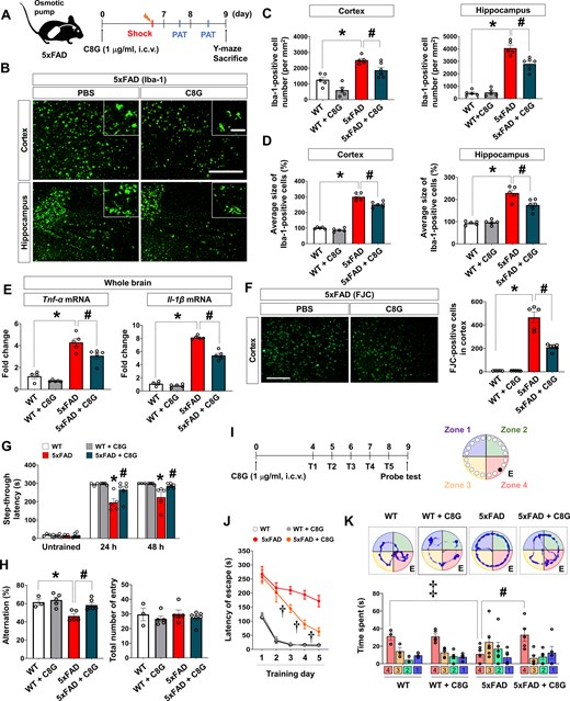 C8G attenuates neuroinflammation and behavioural deficits in 5xFAD mice. (A) Scheme of the experiment. 5xFAD mice and WT littermates were used (8-months-old, male). A guide cannula was implanted 14 days before vehicle or C8G protein (1 μg/ml) infusion into the left lateral ventricle using an osmotic pump (0.5 μl/h infusion rate). Number of mice: wild-type (WT; n = 5), WT + C8G (n = 5), 5xFAD (n = 5), and 5xFAD + C8G (n = 6). (B) Immunohistochemistry for Iba-1. Scale bar = 400 μm (inset = 50 μm). (C) Quantification of microglia. (D) Quantification of microglia morphology. (E) Expression of pro-inflammatory cytokines (TNF-α and IL-1β) in the brain. (F) Degenerative cells in the brain of vehicle- or C8G-infused 5xFAD mice. Degenerative cells were labelled by Fluoro-Jade® C (FJC) staining. Scale bar = 400 μm. (G) Passive avoidance test (PAT). Memory retention was recorded as the latency of the mice in entering the dark compartment after a learning session (electric shock, 2.5 mA). (H) Y-maze spontaneous alternation test. (I) Scheme of the experiment for the Barnes maze task. Number of mice: WT (n = 3), WT + C8G (n = 5), 5xFAD (n = 6), and 5xFAD + C8G (n = 5). Mice were given two trials a day for 5 days. The probe test was performed 24 h after the final training session. (J) Latency time in training session. (K) Time spent in quadrants during the probe test. All data are mean ± SEM. *P < 0.05; #P < 0.05; ‡P < 0.05, Welch’s t-test in C–G (within the time point), H, and K; †P < 0.05, two-way ANOVA with Bonferroni post hoc test in J. White bars = WT; grey = WT + C8G; red = 5xFAD; dark green = 5xFAD + C8G. n.s. = not significant.