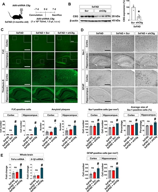 Knockdown of C8G exacerbates the pathology of Alzheimer’s disease by enhancing neuroinflammation. (A) Scheme of the experiment. 5xFAD mice (3 months of age) were given an intracerebroventricular (i.c.v.) injection of AAV-shRNA Scramble (Scr) or C8g (shC8g) at 7 days using a stereotaxic device and microinjector. (B) Knockdown of C8g in the mouse brain. Immunoblot data show the decreased C8G expression. (C) Degenerative cells and amyloid-β plaques in the brain of Scr- or shC8g-infused 5xFAD mice. Degenerative cells or amyloid plaques were labelled by Fluoro-Jade® C (FJC) or Thioflavin-S staining. Scale bar = 400 μm. (D) Immunohistochemistry for Iba-1 and GFAP. Scale bar = 400 μm. (E) Expression of pro-inflammatory cytokines (TNF-α and IL-1β) in the brain of mice (n = 5 each). Knockdown of C8g elevated the expression of pro-inflammatory cytokines in the brain of 5xFAD mice. Data are mean ± SEM. *P < 0.05 versus Scrambled, non-parametric test (Mann-Whitney) in B; #P < 0.05, Tukey’s multiple comparison post hoc test after one-way ANOVA in C–E. n.s. = not significant.