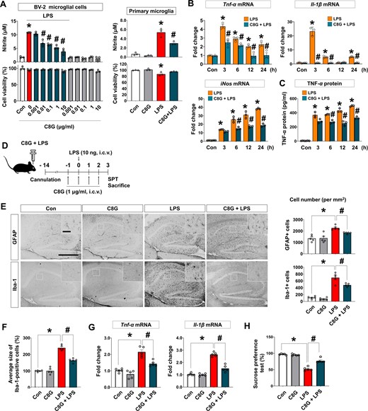 Recombinant C8G protein inhibits LPS-induced microglial activation. (A) C8G inhibited LPS-induced NO production in BV-2 microglial cell lines and primary microglia. BV-2 cells were stimulated with LPS (100 ng/ml) for 24 h after a 2 h pretreatment with different concentrations of C8G (n = 3 each). (B) Recombinant C8G protein inhibits the levels of pro-inflammatory cytokines and NO synthase 2 (Nos2), which were upregulated by LPS in microglial cells. After a 2 h C8G pretreatment (1 μg/ml), BV-2 microglia were exposed to LPS (100 ng/ml) for 6 h (n = 3 each). (C) Recombinant C8G protein inhibits TNF-α production in BV-2 cells. After a 2 h C8G pretreatment (1 μg/ml), BV-2 microglia were exposed to LPS (100 ng/ml) for 24 h. The TNF-α protein level in cultured medium of BV-2 cells was assessed using sandwich ELISA (n = 3 each). The assay (n = 3) was repeated at least twice (inter-assay coefficients of variation were < 20%). (D) A schematic of the experiment with an intracerebroventricular LPS-induced neuroinflammation model. C57BL/6 mice (10 weeks old) were administered vehicle (PBS), C8G (1 μg/ml, 3 μl), and/or LPS (10 ng per brain, 3 μl) using a stereotaxic device and microinjector. (E) Immunohistochemistry of hippocampal gliosis. Reactive astrocytes and microglia in the hippocampus were immunostained with anti-GFAP and anti-Iba-1 at 3 days after LPS injection. Scale bar = 400 μm (inset = 50 μm). Quantified graphs of gliosis are shown in the right panels (n = 5 each). (F) Quantification of activated microglia morphology (n = 5 each). (G) Expression of pro-inflammatory cytokines (TNF-α and IL-1β) in the brains of mice (n = 5 per treatment). (H) Sucrose preference test (n = 5 per treatment). Data are shown as mean ± SEM. *P < 0.05 versus control (Con); #P < 0.05 versus LPS, unpaired non-parametric test (Mann-Whitney) or Welch’s t-test. White bars = control; grey = C8G; red = LPS; dark green = C8G + LPS.