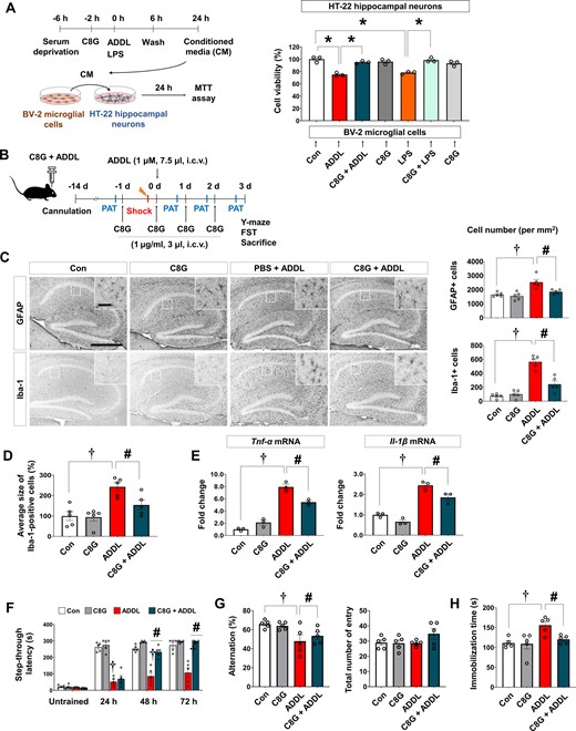 C8G attenuates neuroinflammation and behavioural deficits in an ADDL-induced Alzheimer's disease model. (A) Effect of C8G on microglia-mediated ADDL-induced neurotoxicity. BV-2 microglial cells were stimulated by ADDL (2 μM) or LPS (100 ng/ml) for 6 h with/without recombinant C8G protein preincubation (1 μg/ml) for 2 h. Cells were washed with PBS, and new serum-free medium was applied. Conditioned medium (CM) was harvested after 18 h. HT-22 hippocampal neuronal cells were cultured with conditioned medium with/without recombinant C8G protein preincubation for 24 h. Cell viability was measured using the MTT assay (n = 3). (B) Scheme of the experiment including the ADDL-induced Alzheimer’s disease model. C57BL/6 mice (10 weeks old, n = 6 per group) were administered with a vehicle (0.1% DMSO diluted in PBS), ADDL (1 μM, 7.5 μl, i.c.v.), ADDL + C8G (1 μg/ml, 3 μl, i.c.v.), and C8G using a stereotaxic device and microinjector. (C) Immunohistochemistry of hippocampal gliosis. Scale bar = 400 μm (inset = 50 μm). Quantification of gliosis is shown in the right panel. (D) Quantification of activated microglia morphology (n = 5 each). (E) Expression of pro-inflammatory cytokines (TNF-α and IL-1β) in the brain of the mice (n = 3 each). (F) Passive avoidance test (PAT). Memory retention recorded as the latency of the mice in entering the dark compartment after a learning session (electric shock, 2.5 mA). (G) Y-maze spontaneous alternation test. (H) Forced swim test (FST). Depression-like behaviour was defined as the latency in immobilization in the FST. Data are shown as mean ± SEM. †P < 0.05; #P < 0.05 versus ADDL, unpaired non-parametric test (Mann-Whitney) or Welch’s t-test. White bars = control; grey = C8G; red = ADDL; dark green = C8G + ADDL.