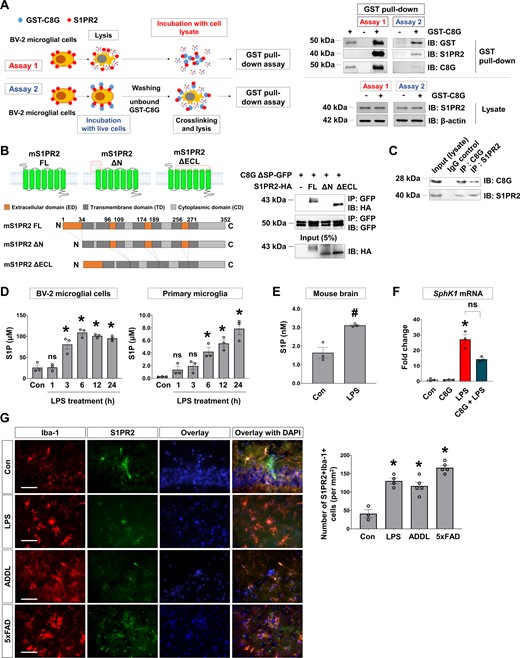 S1PR2 is a novel interaction partner of C8G. (A) A schematic of two different methods applied for the GST pull-down assay using recombinant GST-C8G (10 μg/ml) in BV-2 microglial cell lysates (Assay 1) or following extracellular GST-C8G (10 μg/ml) application to intact BV-2 microglial cells for 2 h (Assay 2). Recombinant GST-C8G protein was used as a positive control. S1PR2 in lysate and β-actin were used as loading controls. (B) Schematics of full-length (mS1PR2-FL), N-terminus-deleted mutant (mS1PR2-ΔN), and extracellular loops-deleted mutant (mS1PR2-ΔECL), and the co-immunoprecipitation assays in which these constructs were used. C8G without a signal peptide (ΔSP-C8G) and S1PR2 mutants were co-expressed in HEK293 cells. The whole-cell lysate of HEK293 expressing the mutants was immunoprecipitated (IP) with anti-GFP antibody and then analysed by immunoblotting with anti-GFP or anti-HA antibody; 5% of the total lysate was used as an input control for immunoprecipitation. (C) Co-immunoprecipitation of endogenous proteins in the systemic LPS-induced inflammatory brain. Mouse whole-brain lysate was immunoprecipitated with anti-C8G or anti-S1PR2 antibody and then immunoblotted with the antibodies indicated. (D) Levels of S1P in BV-2 microglial cells and primary microglia stimulated with LPS (100 ng/ml) (n = 3 per group). The level of S1P was assessed using sandwich ELISA. (E) Level of S1P in the inflamed brain (n = 3 per group). (F) Sphk1 mRNA level in the inflamed brain following systemic LPS injection. C57BL/6 mice (10 weeks old) were administered with vehicle (PBS), C8G (1 μg/ml, 3 μl, i.c.v.), and/or LPS (5 mg/kg, i.p.) before Sphk1 mRNA measurement in the brain. (G) Immunohistochemistry of S1PR2 in LPS-injected (5 mg/kg. i.p.) and Alzheimer’s disease mouse models. Scale bar = 50 μm. Right: Quantification of S1PR2 immunoreactivity in the brain of neuroinflammation and Alzheimer’s disease mice (n = 3 per group). Data are mean ± SEM. *P < 0.05 versus control (Con), Dunnett’s multiple comparison post hoc test after one-way ANOVA; #P < 0.05 versus PBS, Welch’s t-test.
