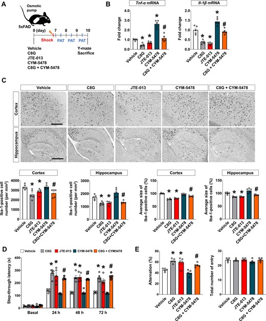 Antagonistic role of C8G to S1PR2 confers a neuroprotective effect via modulation of neuroinflammation in Alzheimer's disease. (A) Scheme of the experiment. A guide cannula was implanted 14 days before infusion of the vehicle (0.1% DMSO diluted in PBS), C8G (1 μg/ml), JTE-013 (S1PR2 antagonist; 1 μM), CYM-5478 (S1PR2 agonist; 1 μM), or C8G + CYM-5478 into the left lateral ventricle using an osmotic pump (0.5 μl/h infusion rate). Five mice were used per group. (B) Expression of pro-inflammatory cytokines (TNF-α and IL-1β) in the brain of the mice. (C) Immunohistochemistry for Iba-1. Scale bar = 400 μm. Bottom panels show quantification of microglia and microglial morphology. (D) Passive avoidance test (PAT). Memory retention recorded as the latency of the mice in entering the dark compartment after a learning session (electric shock, 2.5 mA). (E) Y-maze spontaneous alternation test. Data are mean ± SEM. *P < 0.05 versus vehicle, Dunnett's multiple comparison post hoc tests after one-way ANOVA; #P < 0.05 versus CYM-5478, Welch’s t-test.