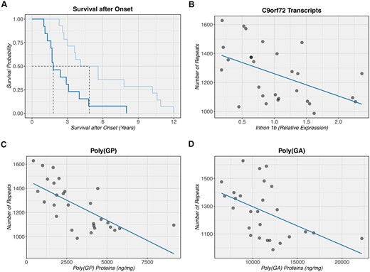 Clinicopathological associations with C9orf72 expansion size. (A) A Kaplan-Meier curve is shown when comparing the bottom 50% (light blue) to the top 50% (dark blue), depending on the size of the C9orf72 repeat expansion. Individuals with a smaller expansion seem to demonstrate an increased survival after onset (median: 4.9 years) as compared to individuals with a longer expansion (median: 1.8 years). The black dashed line denotes the median for each group. Of note, since only one individual received a primary diagnosis of Alzheimer’s disease, this individual was excluded from our survival analysis where we adjusted for disease subgroup as well as age at onset. (B–D) An inverse correlation is detected between the number of repeats as measured by No-Amp sequencing and C9orf72 transcripts containing intron 1b (downstream of the expansion), total poly(GP) protein levels, and total poly(GA) protein levels, respectively. Each C9orf72 expansion carrier is symbolized by a filled circle. The solid dark blue line denotes the linear regression line. Notably, a non-parametric Spearman’s test of correlation was used to assess these correlations, which is based on rank and less sensitive to outliers than parametric equivalents of this test.