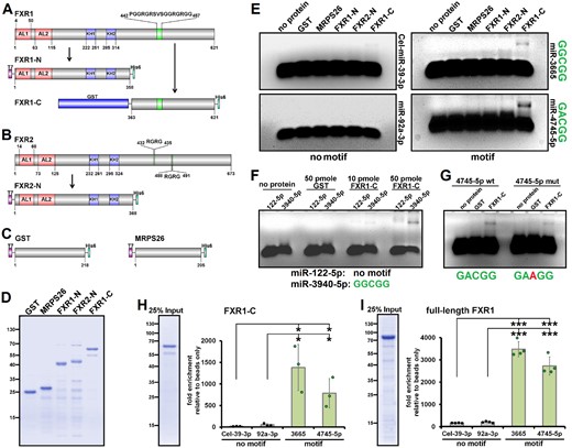 GDCGG miRNAs directly and predominantly interact with the C-terminus of FXR1. (A and B) Schematic presentation of full-length FXR1 (isoform a; A) and full-length FXR2 (B), as well as of the protein constructs purified from E. coli including the tags used for expression and purification. The RGG domain of FXR1 and the two RG boxes of FXR2 are indicated in green (AL = Agenet-like domain; KH = K homology domain; domains according to UniProt). (C) Schematic drawing of the control proteins used (GST and MRPS26). (D) SDS-PAGE stained with Coomassie brilliant blue shows the recombinant proteins purified from E. coli used for EMSAs in E–G. (E) EMSAs using 10 pmol of the recombinant proteins indicated and miRNAs with and without the GDCGG motif. (F and G) EMSAs directly comparing the affinity of FXR1-C for miRNAs with and without the GDCGG-motif (F) as well as for the same GDCGG miRNA upon mutation of a single nucleotide of the motif (G; 10 pmol of FXR1-C were used). (H and I) Protein/miRNA co-purification experiments quantifying miRNAs by qRT-PCR that co-purify with recombinant FXR1-C (H) and full-length FXR1 (I) coupled to Ni-NTA beads after incubation with equimolar mixtures of the miRNAs indicated. SDS-PAGEs stained with Coomassie brilliant blue of the recombinant proteins used for the assays are shown (n = 3–4; bars indicate mean ± SD; *P ≤ 0.05, ***P ≤ 0.001 in an unpaired, two-tailed Student’s t-test).