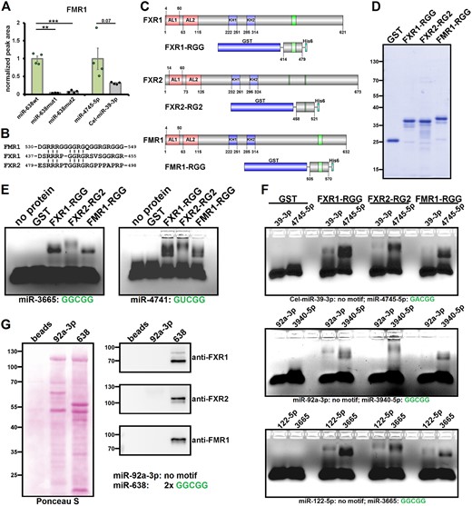 All three members of the FXP family directly and predominantly interact with ALS-related GDCGG-miRNAs. (A) Results of FMR1 in our initial discovery experiment (Fig. 1; n = 3–4; bars indicate mean ± SEM; corrected P-values: **P ≤ 0.01, ***P ≤ 0.001). (B) Alignment of the RGG/RG2 domains of FXR1 and FXR2 with the RGG domain of FMR1. (C) Schematic presentation of full-length FXR1 (isoform a), FXR2 and FMR1 (isoform ISO1) as well as of the fusion constructs of the respective RGG/RG2 domains purified from E. coli (AL = Agenet-like domain; KH = K homology domain; RGG and RG domains are indicated in green; domains according to UniProt). (D) SDS-PAGE stained with Coomassie brilliant blue of the fusion proteins purified from E.coli and used for EMSAs. GST was fused to a N-terminal T7- and a C-terminal His6-tag. (E and F) EMSAs of the RGG/RG2-domains of FXR1, FXR2 and FMR1 with GDCGG miRNAs (E) and direct comparison of the affinity of the respective RGG/RG2-domains for miRNAs with and without the motif (F). In all EMSAs shown, 50 pmol of protein was used. (G) Results of an miRNA pull-down assay in lysates of HEK293 cells using 5′-biotinylated miRNAs with and without the motif followed by western blot analyses. Ponceau S staining of the blot (left) and antibody detection of the FXP family members (right) are shown.