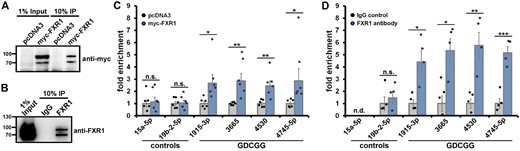 RNA immunoprecipitation of myc-FXR1 and endogenous FXR1 suggests FXP/miRNA interaction in vivo. Myc-FXR1 or endogenous FXR1 were immunoprecipitated from lysates of HEK293 cells overexpressing N-terminally myc-tagged FXR1 (isoform a) or from untreated HEK293 lysates, respectively. Co-precipitating miRNAs were quantified by qRT-PCR. (A and B) Representative western blots showing immunoprecipitations of myc-FXR1 (A) and endogenous FXR1 (B). (C and D) Quantitative RT-PCR quantification of mature miRNAs co-precipitating with myc-FXR1 (C) and endogenous FXR1 (D) (n = 6 or 4, respectively; bars indicate mean ± SEM; *P ≤ 0.05,**P ≤ 0.01, ***P ≤ 0.001 in an unpaired, two-tailed Student’s t-test; n.s. = not significant; n.d. = not detected).