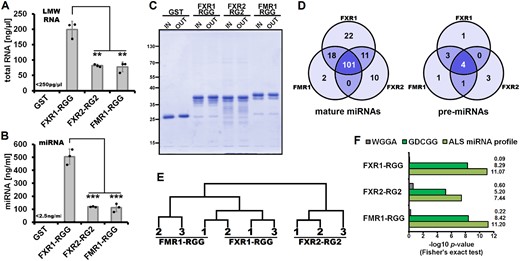 Microarray analyses of miRNAs binding to the RGG/RG2 domains of FXR1, FXR2 and FMR1. (A and B) Quantification of total RNA (A) and miRNA (B) co-purifying with the respective RGG/RG2-domains after incubation with low molecular weight (LMW) RNA isolated from HEK293 cells (n = 3; bars indicate mean ± SD; **P ≤ 0.01,***P ≤ 0.001 in an unpaired, two-tailed Student’s t-test). (C) SDS-PAGE stained with Coomassie brilliant blue comparing the quantity of input protein (IN = 1.5 µg) to the protein recovered using Ni-NTA beads (OUT = 1.5 µl of beads theoretically corresponding to 1.5 µg of protein) in experiments for microarray analyses. (D) Venn diagrams visualizing the overlap of mature miRNAs (left) or pre-miRNAs (right) co-purifying with the RGG/RG2-domains of FXR1, FXR2 and FMR1. (E) Hierarchical cluster analysis (average linkage) of the 101 mature miRNAs binding to the RGG/RG2 domains of all three FXP family members. (F) Enrichment of miRNAs containing the GDCGG or WGGA motif as well as of the 22 ALS-related miRNAs by the different FXP RGG/RG2 domains. Presence of the respective motif or classification as ‘ALS-related’ in FXP-binding miRNAs was compared to miRNAs not binding to the different RGG/RG2 domains using Fisher’s exact test.