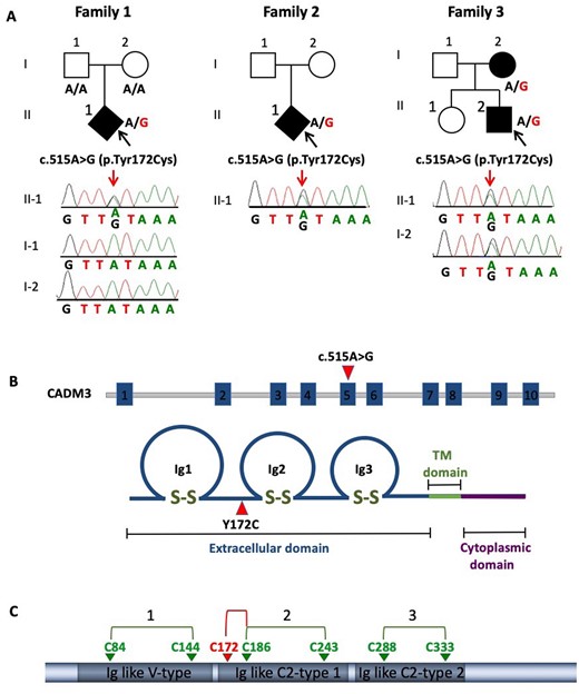CADM3 mutation in CMT2 families. (A) Pedigree and Sanger sequencing traces of CMT2 families sharing the same heterozygous CADM3 variant Tyr172Cys. (B) Diagram showing CADM3 mutation at exon 5 (c.515A>G) and its corresponding position in the protein (Y172C) located in the extracellular domain between Ig1 and Ig2 loops. (C) Diagram showing native disulphide bonds represented by connected arrows (green) and new disulphide bond C172-C186 (red) generated by the mutation Y172C, which was detected by liquid chromatography with tandem mass spectrometry (LC-MS-MS).