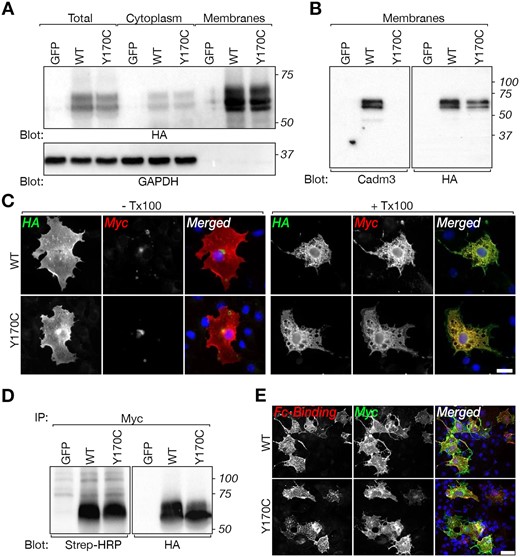 CADM3 mutant reaches the cell surface of transfected cells and interacts with CADM4. (A) Western blot analysis of total cell lysate (Total), cytoplasmic and membrane preparation showing the expression of HA-tagged (tag located extracellularly) and Myc-tagged (tag located intracellularly) of rat CADM3 (wild-type, WT) and CADM3 mutant (Y170C) in transfected HEK293 cells, using an antibody to HA or to GAPDH as indicated. Cells transfected with green fluorescent protein (GFP) were used as control. Molecular size markers (kDa) are shown on the right. (B) Western blot analysis of membrane preparations from HEK293 cells expressing the same constructs as in A, using a polyclonal antibody directed to the extracellular domain of CADM3 or an antibody to HA-tag as indicated. Note that the CADM3 antibody recognize the wild-type but not the mutant CADM3 protein. Molecular size markers (kDa) are shown on the right. (C) Both wild-type and mutant proteins are present at the cell surface. Immunolabelling of HEK293 cells transfected with the double-tagged versions of wild-type or mutant CADM3 was carried out using either live (− Tx100) or permeabilized (+ Tx100) cells. The single channels and merged images are shown as indicated. (D) Surface biotinylation of HEK293 cells transfected with wild-type (WT), mutant (Y170C), or GFP, followed by immunoprecipitation (IP) with an antibody to Myc and immunoblot using streptavidin-HRP (Strep-HRP) or an anti-HA antibody as indicated. Molecular size markers (kDa) are shown on the right. (E) The mutant CADM3 interacts with the extracellular domain of CADM4. COS7 cells expressing Myc-tagged wild-type (WT) or mutant (Y170C) CADM3 were incubated with medium containing a soluble extracellular domain of CADM4 fused to the Fc region of human IgG. Expression of CADM3 and binding of Cadm4-Fc was monitored using antibodies to human Fc (Fc-Binding) and Myc tag, as indicated. DAPI labelling (blue) of cell nuclei is shown in the merged images. Scale bars = 20 μm.