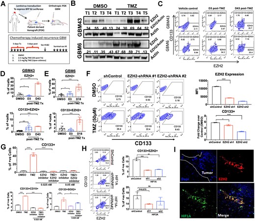 EZH2 expression is increased in the CSC compartment during TMZ-based chemotherapy. (A) Schematic showing establishment of a blue fluorescent protein (BFP) and luciferase expressing PDX line as well as the treatment regimen (left) for establishment of recurrent tumours. PDXs were established for 7 days and treated with TMZ (2.5 mg/kg). Animals were sacrificed and analysed by FACS during therapy (Day 3) and after recurrent (Days 17–18 for GBM6 and Days 43–44 for GBM43). (B) Western blot analysis on tumour tissue isolated from in vivo intracranial PDX tumour treated with DMSO or TMZ during therapy. Numbers are relative pixel intensity of EZH2 bands normalized to actin (n = 4–5). (C) Representative FACS plots for intracranial PDX tumour analysed by FACS with HLA staining for human cells, CSC marker CD133, and EZH2 during therapy (Day 3: D3) and in recurrence (Day 43: D43). (D) Bar graphs displaying per cent of cells staining for either EZH2 alone or EZH2+CD133+ double-positive cells in DMSO (vehicle control) and post TMZ (2.5 mg/kg) at Days 3 and 43 for GBM43 (n = 3). (E) Same as before but post TMZ recurrent at Day 17 for GBM6 (n = 3). (F) Representative FACS plots from GBM6 transduced with lenti-vectors carrying scramble control (shControl) and two different shRNAs for EZH2. Top bar graph represents the EZH2 knockdown efficiency analysed by FACS and represented by mean florescent intensity. Bottom bar graph representing per cent of cells residing in CD133+ gate quantified by fold change over DMSO condition when treated with EZH2 shRNAs. (G) Bar graph representing FACS data displaying per cent of cells showing CD133+, CD133 and CD15+, or CD133 and SOX2+ double-positive, GBM43 PDX cells treated with DMSO, TMZ (2.5 mg/kg), EZH2 inhibitor 3-DZnep (0.05 nM), or combination in vivo flank model as EZH2 inhibitor did not cross the blood–brain barrier. (H) Representative FACS analysis plots and bar graph displaying CD133 and EZH2 staining across shControl and HIF1A or HIF2A knockdown with two shRNAs in GBM43. Numbers represent per cent of cells residing within specific gate. Bar graphs represent FACS data showing per cent of cells expressing both CD133 and EZH2 across the shRNA treatment with either HIF1A or HIF2A knockdown using multiple shRNA. (I) Representative images from orthotopic PDX tumour GBM43 stained for HIF1A and EZH2. All error bars in graphs depict three technical FACS replicates for each animal, each analysis is validated in at least three different animals and represent mean ± standard deviation (SD). *P < 0.05 ***P < 0.001.