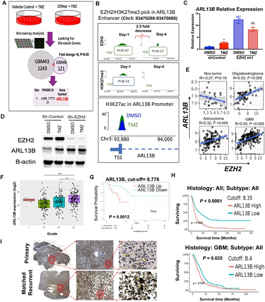 Ciliary protein ARL13B is a downstream target of EZH2 and its expression correlates negatively with GBM patient prognosis. (A) Schematic diagram of experimental design where GBM43 and GBM6 were treated with either vehicle control or DZNep (0.05 nM) in combination with TMZ (50 µM) for 48 h. Gene expression analysis between the different subtypes of GBM identified ARL13B as one of the top genes for which expression was altered in the absence of EZH2 activity (fold change >6, P < 0.05). (B) Genome-wide ChIP-Seq analysis was performed on GBM43 cells at Days 1 and 4 after TMZ (50 µM) for enrichment of EZH2, H3K27me3 and H3K27ac marks. P-values from Macs2 software called over input control. (C) Quantitative PCR analysis demonstrating that ARL13B expression increases after 4 days of TMZ treatment as compared to vehicle control. Error bars represent mean ± SD of three technical qPCR replicates. Each experiment repeated at least twice. (D) Immunoblot analysis corroborating qPCR data from C at the protein level at 4 days post TMZ treatment. (E) TCGA data demonstrating significant positive correlation between EZH2 expression and ARL13B expression in oligodendroglioma, astrocytoma, and GBM but not in normal brain tissue. (F) TCGA data showing mRNA expression of ARL13B increasing significantly with tumour grade; (G) probability of survival decreasing with higher expression of ARL13B; and (H) time to median survival significantly decreasing with high expression of ARL13B in all brain tumour (top) and only in GBM (bottom). Data were gathered using optimal cut-off. (I) GBM patient tissue samples stained for ARL13B in matched pairs of primary and recurrent tumours demonstrating increased nuclear staining for ARL13B upon recurrence (n = 10). *P < 0.05, **P < 0.01.
