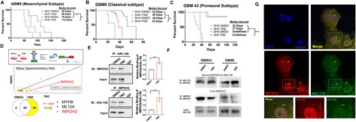 Loss of ARL13B increases in vivo sensitivity to TMZ and ARL13B interacts with IMPDH2 during TMZ therapy. (A–C) Kaplan-Meier curves for end point survival analysis evaluating the role of ARL13B in TMZ sensitivity. ShRNA-mediated knockdown of PDX lines (A) GBM5, (B) GBM6, and (C) GBM43. PDXs are engrafted intracranially and treated with TMZ (2.5 mg/kg) for five consecutive days beginning 7 days after tumour implantation (n = 6/group, 50% male and 50% female mice) and mice are evaluated for end point survival. (D) Schematic representing experimental flow of antibody pulldown mass spectroscopy analysis. P-values determined by Scaffold proteomics software. (E) Immunoprecipitation (IP) using anti-IMPDH2 or anti-ARL13B antibodies with an IgG control during DMSO or TMZ therapy to evaluate ARL13B IMPDH2 interaction in GBM6. Error bars represent densitometry quantification from biological triplicate immunoprecipitations. (F) Immunofluorescent co-staining with antibodies against IMPDH2 and ARL13B in the GBM6 line demonstrating the co-localization in the ciliary structure. (G) Representative immunoprecipitation experiment demonstrating the levels of free and bound IMPDH2 protein during TMZ therapy across GBM6 and 43. Samples were serially immunoprecipitated as described in the ‘Materials and methods’ section to assay free and bound forms of the protein.
