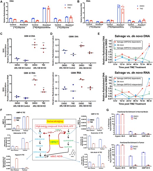 ARL13B and IMPDH2 interaction functions as a negative regulator of purine salvaging and TMZ therapy alters purine biosynthesis pathways. (A) Radiolabelled tracing of the three major biosynthetic pathways measured by the corresponding radiolabelled metabolite incorporation at the DNA level with or without ARL13B, in the absence and presence of TMZ (50 µM for 48 h) in U251 cells where ARL13B is knocked out with CRISPR-Cas9. Graph depicts relative incorporation of specific radiolabel normalized to control DMSO condition. (B) Same experiments as described before but measuring incorporation in RNA. (C) Radiolabelled tracing of ARL13B knockdown GBM43 PDX treated with TMZ (50 µM) for 48 h. Graph depicts relative 3H incorporation in the DNA across cells with and without ARL13B during TMZ therapy in GBM43. (D) Radiolabelled tracing of ARL13B knockdown GBM6 PDX as described before. (E) Radiolabelled tracing of different purine biosynthesis pathways after 6, 12, 24, 48, 72 and 96 h post TMZ (50 µM) exposure in GBM43. Data presented as normalized to DMSO incorporation from matched time point. (F) Mice bearing GBM43 PDX tumours were infused with labelled hypoxanthine (13C5) for 2 h through systemic tail vein injection. Tissues were collected from intracranial tumour, contralateral normal brain, and subject to analysis by LC-MS. Bar graphs represent in vivo tracing of metabolites from mice bearing a GBM43 PDX tumour. All counts are represented as normalized total ion counts (TIC) and were isolated from tumour or non-tumour tissue ± TMZ. (G) Fractional enrichment for hypoxanthine, IMP, and GMP represented as a bar graphs measured from samples of normal brain tissue. Data measured in per cent enrichment of the mass (M) +5 due to detected m/z shift because of five C13’s in labelled hypoxanthine used. (H) Fractional enrichment in tumour tissue for the experiment described above. Enrichment was calculated from protein-normalized total ion counts and normalized to 13C hypoxanthine incorporation. All error bars in experiments represent technical replicates and display mean ± SD. **P < 0.01 ***P< 0.001 ****P < 0.0001.