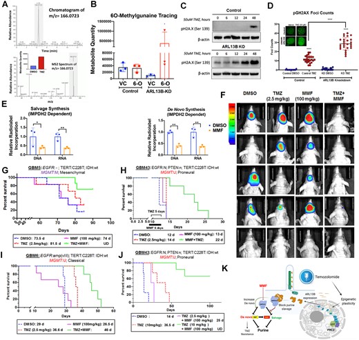 IMPDH2 inhibitor MMF increases PDX GBM sensitivity towards TMZ in vivo. (A) Chromatograms depicting peak enrichment for O6-methylguanine (O6-MG) marks in GBM (U251) cell DNA by mass spectroscopy. Graph inset demonstrates ion count of O6-MG in cells treated with either DMSO or TMZ for 48 h. (B) Graph depicting O6-MG detection in samples with and without ARL13B exposed to vehicle control (VC) or O6-MG (6-O). Counts are represented as ion count with technical triplicates. (C) Western blots analysis on cells with or without ARL13B treated with TMZ for 0, 6, 12, 24 and 48 h and stained with pH2A.X to evaluate the extend of DNA damage. (D) pH2A.X foci counting in cells with and without ARL13B and treated with either DMSO or TMZ (n = 35). (E) Radiolabelled tracing of IMPDH2-dependent salvage, de novo, and IMPDH2-independent salvage synthesis in GBM43 exposed to DMSO control or MMF (5 µM). DNA and RNA relative incorporations are shown from two biological replicates. (F) Bioluminescence (BLI) measurement of engrafted tumour burden from the mesenchymal GBM5 line followed weekly after receiving DMSO, 2.5 mg/kg TMZ for 5 days, 100 mg/kg MMF for 6 days, or TMZ and MMF combination (n = 6). To address sex as a biological variable we used male and female mice equally. (G) Kaplan-Meier curves showing survival of mice implanted with mesenchymal subtypes of PDX GBM5 treated with DMSO, 2.5 mg/kg TMZ for 5 days, 100 mg/kg MMF for 6 days, or TMZ and MMF combination. Animals were monitored for end point survival. (H) Same experiments as above but with proneural subtype GBM43, and (I) classical subtype GBM6. (J) Kaplan-Meier curve of mice with GBM43 PDX tumour treated with 10 mg/kg TMZ in combination with 100 mg/kg MMF along with above controls. (K) The overall mechanism of therapy induced cellular plasticity can promote expression of ciliary protein ARL13B. ARL13B can interact with IMPDH2 to block purine salvaging and contributes to TMZ-based chemotherapy adaptation. Bar graph and images show biological replicates. Image from Week 3 shown. All error bars represent technical experimental replicates unless noted otherwise and display mean ± SD. *P < 0.05 ** P < 0.01 ****P < 0.0001.