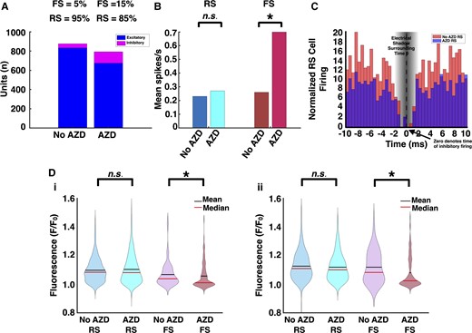 FS cells in tumour-bearing slices demonstrate decreased entrainment to RS cell firing after mTOR inhibition. (A) In treated tumour-bearing slices, 15% of sorted units were subclassified as FS cells versus 5% in untreated slices. (B) FS cells from treated slices fired at 0.70 ± 0.09 spikes/s, as opposed to 0.26 ± 0.03 spikes/s in untreated slices (untreated tumour: n = 44, treated tumour: n = 119, P < 0.01, Mann–Whitney U-test, two-tailed). (C) In comparison to those from untreated tumour-bearing slices, pairwise cross-correlograms from treated ones revealed decreased RS cell firing in temporal relationship to FS cell firing, suggesting greater FS cell activity between SLEs (untreated tumour: n = 92 pairs, treated tumour: n = 199 pairs, P < 0.01, Mann–Whitney U-test, two-tailed). (D) Similarly, spike-triggered averaging of the local GCaMP response to FS cell firing was decreased in treated tumour-bearing slices in the first (untreated tumour: n = 41, treated tumour: n = 117, P < 0.05, Mann–Whitney U-test, two-tailed) (i) and second (untreated tumour: n = 43, treated tumour: n = 118, P < 0.01, Mann–Whitney U-test, two-tailed) (ii) halves of the recording. There was no significant difference for spike-triggered averaging of the local GCaMP responses to RS cell firing.