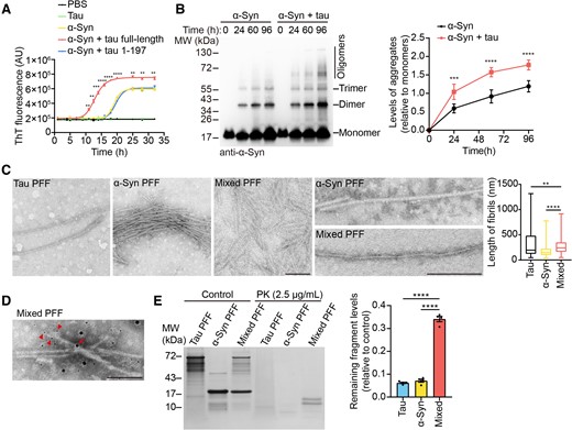 Tau promotes α-syn aggregation to form a new strain. (A) Kinetics of α-syn fibrillization in the presence or absence of 1 mg/ml full-length tau or tau (1–197) fragment in a real-time ThT fluorescence assay. The solution was vibrated at 1000 rpm (n = 5 biologically independent reactions). AU = arbitrary unit. (B) Western blots showed the aggregation kinetics of α-syn. Right: Quantitation of the levels of aggregated α-syn relative to monomeric α-syn. (C) The ultrastructure of tau PFFs, α-syn PFFs and mixed PFFs. Scale bar = 200 nm. Right: Quantitation of the lengths of the fibrils. (D) Immuno-EM of mixed PFFs. Mouse LB509 (4 nm gold) and rabbit tau (10 nm gold) antibodies were used. Arrowheads and arrows indicate the 4- and 10 nm colloidal gold particles, respectively. Scale bar = 100 nm. (E) PK digestion patterns of tau PFFs, α-syn PFFs and mixed PFFs. Right: Quantitation of the levels of remaining protein fragments relative to total proteins. Data are presented as mean ± SEM (A, B and E) or box plot (centre line, median; box limits, upper and lower quartiles; whiskers, min to max) (C). P-values were determined by two-way ANOVA followed by Bonferroni’s multiple comparisons (A and B), Kruskal–Wallis test followed by Dunn’s multiple comparisons (C) or one-way ANOVA followed by Turkey’s multiple comparisons (E). *P < 0.05, **P < 0.01, ***P < 0.001, ****P < 0.0001.