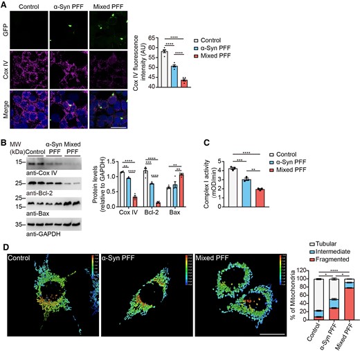 Mixed PFFs induce mitochondrial dysfunction. (A) Representative confocal microscopy images show immunostaining of Cox IV (magenta) and α-syn aggregates (green) in α-syn-HEK293 cells treated with different PFFs. Scale bar = 20 μm. Right: Quantitation of Cox IV fluorescence intensity. (B) Representative western blots immunostained for Cox IV, Bcl-2 and Bax of α-syn-HEK293 cell lysates treated with different PFFs. Right: Quantitation of Cox IV, Bcl-2 and Bax. Values are normalized to GAPDH. (C) Complex I enzyme activity of PFFs-treated mitochondria from SH-SY5Y cells. (D) Representative confocal microscopy images showing the morphology of mitochondria in SH-SY5Y cells treated with different PFFs. Right: Quantification of mitochondrial morphologies. The percentage of cells with different mitochondria was quantified. Data are presented as mean ± SEM. P-values were determined by one-way ANOVA followed by Tukey’s multiple comparisons (A–C) and Kruskal–Wallis test followed by Dunn’s multiple comparisons (D). *P < 0.05, **P < 0.01, ***P < 0.001, ****P < 0.0001.