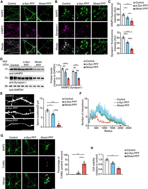 Mixed PFFs cause synaptic dysfunction. (A) Double-labelling immunofluorescence of MAP2 (green) and VAMP2 (magenta) in wild-type (WT) primary cortical neurons treated with different PFFs. Scale bar = 20 μm. (B) Double-labelling immunofluorescence of MAP2 (green) and synapsin I (magenta) in wild-type primary cortical neurons treated with different PFFs. Scale bar = 20 μm. (C) Quantitation of VAMP2 fluorescence intensity and synapsin I fluorescence intensity. (D) Representative western blots immunostained for VAMP2 and synapsin I. Right: Quantitation of VAMP2 and synapsin I. Values are normalized to GAPDH control. (E) Representative DiI staining shows decreased spine density in wild-type neurons treated with mixed PFFs. Scale bar = 10 μm. Right: Quantitation of the density of spines (n = 5). (F) Sholl analysis showing the length and branching of apical and basal dendrites in wild-type neurons treated with different PFFs (n = 4–5). (G) Double-labelling immunofluorescence of MAP2 (green) and TUNEL (magenta) in wild-type primary cortical neurons treated with different PFFs. Scale bar = 50 μm. Right: Quantitation of the percentage of TUNEL-positive neurons. (H) CCK8 assay showing the cell viability of SH-SY5Y cells exposed to different PFFs. Data are presented as mean ± SEM. P-values were determined by one-way ANOVA followed by LSD multiple comparisons (C–F) and Kruskal–Wallis test followed by Dunn’s multiple comparisons (G and H). *P < 0.05, **P < 0.01, ***P < 0.001, ****P < 0.0001.