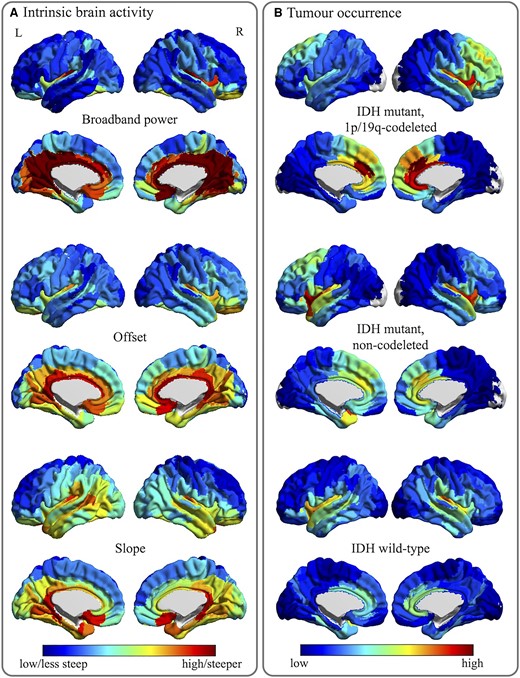 Tumour occurrence and intrinsic regional brain activity maps. (A) The average regional brain activity levels for all 210 cortical regions in the atlas used, for the healthy controls. Cool colours indicate lower values or less steep (less negative) slope values, while warm colours reflect higher values or steeper slope values. (B) The regional occurrence of tumours for the same 210 atlas regions, per tumour subtype. Cool colours reflect low occurrence, warm colours signify high occurrence.