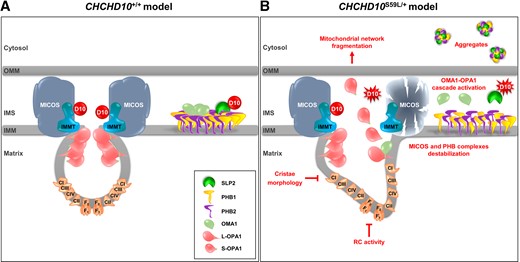 Model for the effects of WT and mutant (CHCHD10S59L) alleles in mitochondria. (A) WT and (B) mutant (CHCHD10S59L) alleles. D10 = CHCHD10; IMMT = mitofilin; IMS = intermembrane mitochondrial space; OMM = outer mitochondrial membrane.