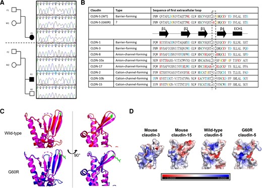 CLDN5 variant and protein modelling. (A) Trio pedigree of parents and children diagnosed with hemiplegia. Sanger sequencing chromatograms showing (c.178G>A) variant in the CLDN5 gene. (B) Sequence alignment in the first extracellular loop of representative human claudins with predicted secondary structure of CLDNs. Three types of representative CLDN are chosen: barrier-forming CLDNs (claudin-1, -3), anion-selective channel-forming CLDNs (CLDN-8, -10a, -17) and cation-selective channel-forming CLDNs (CLDN-2, −10b, −15). The secondary structure of CLDNs is shown with α-helices and β-strands represented by cylinders and arrows, respectively. Blue = negatively charged amino acids; red = positively charged amino acids; orange = histidine; green = conserved cystine. (C) Predicted structure of wild-type (WT) (red) and variant CLDN-5 (blue) based on the homology of mouse CLDN-15 (pink). Amino acid position at 60 is highlighted in green. (D) The electrostatic potentials (units kT/e) on the surface of mouse CLDN-3, mouse CLDN-15, wild-type or G60R CLDN-5 are shown.