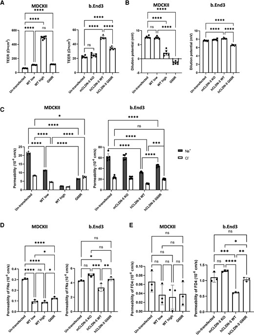 The effect of G60R mutation on barrier-forming function of CLDN-5. Untransfected cells or cells expressing CLDN-5 wild-type (WT) low and wild-type high or G60R were cultured on cell culture inserts for 5 days (MDCKII cells) or 8 days (b.End3 cells) to prepare a well-developed monolayer. (A) TEER and (B) the dilution potential of NaCl were measured and (C) absolute Na+ and Cl− permeabilities were calculated. Values represent the mean ± SD. (n = 6). (D) The permeability of sodium fluorescein (377 Da) and (E) 4 kDa of fluorescence-conjugated dextran (FD4) across the monolayers were measured. Values represent the mean ± SD (n = 3).