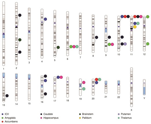 Ideogram highlighting regions of the genome identified by pairwise-GWAS as likely to be causally shared between migraine and all examined brain volumes.