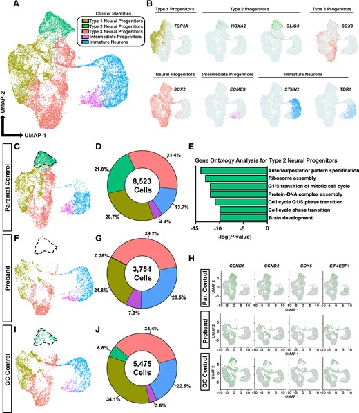 Single-cell RNA sequencing reveals an under-represented population of proliferative NPCs in proband COs. (A) UMAP plot of key cell types organized into five major clusters: Intermediate progenitors, immature neurons and three classes of NPCs containing 17 752 cells. (B) Select canonical markers used to determine cluster identities. MKI67 and TOP2A show enriched expression within type 1 NPCs, HOXA2 and OLIG3 show enriched expression in type 2 neural progenitor cells and SOX9 shows enriched expression in type 3 NPCs; SOX2 is a pan-progenitor marker; EOMES (TBR2) labels intermediate progenitors; STMN2 and TBR1 label immature neurons. (C, F and I) UMAP plots of cells from parental control COs (8523 cells), proband COs (3754 cells) and GC control COs (5475 cells). Type 2 neural progenitors are outlined in each plot to highlight their under-representation in proband COs. (D, G and J) Percentages of cell types per group. (E) GO terms identified in type 2 neural progenitors enriched for genes associated with G1/S cell cycle phase transition (source: Metascape). (H) Feature plots showing expression of G1/S cell cycle genes in proband and GC control COs.