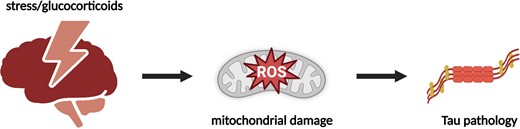 Glucocorticoid-driven mitochondrial damage stimulates Tau pathology