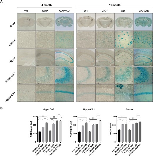 Cdc42GAP deficiency induces neuron senescence. (A) Senescence-associated β-gal staining in GAP, AD and GAP/AD mice was higher than that in wild-type mice in the hippocampus and cortex, and Cdc42GAP deficiency may worsen neuronal senescence in AD mice. Meanwhile, 11-month-old GAP mice exhibited a higher signal than 4-month-old GAP mice. (B) Quantification of the average optical density in A. One-way ANOVA was used across groups, and the Bonferroni test was employed for post hoc comparison. Error bars depict SEM. *P < 0.05, **P < 0.01.