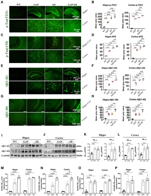 Cdc42GAP deficiency induced AD phenotypes in 11-month-old mice. (A–D) Immunofluorescence images (left) and quantification of the average optical density analyses (right) showed that the levels of phosphorylated Tau (p-T231) (A and B) and Tau (AT8) (C and D) in GAP, AD and GAP/AD mice were greater than those in wild-type (WT) mice in the hippocampus and cortex, and Cdc42GAP deficiency worsened tau phosphorylation in AD mice (n = 3 mice/group). (E–H) Immunofluorescence images (left) and quantification of the average optical density analyses (right) showed that Aβ1–42 (E and F) and Aβ1–40 (G and H) in GAP, AD and GAP/AD mice were significantly increased compared with those in wild-type mice and that Cdc42GAP deficiency worsened Aβ aggregation (n = 3 mice/group). (I–L) Representative western blots (I and J) and statistical analyses (right) revealed that the levels of Aβ1–42 and Aβ1–40 in the hippocampus (K) and cortex (L) from GAP and AD mice were elevated compared with those in wild-type mice (n = 3 mice/group). (M–P) ELISA analyses indicated that the levels of soluble (M) and insoluble (N) Aβ1–42, and soluble (O) and insoluble (P) Aβ1–40, were significantly increased in the hippocampus and cortex of GAP and AD mice compared with wild-type mice (n = 3 mice/group). One-way ANOVA was used across groups, and the least significant difference test was used for post hoc comparison. Error bars depict SEM. *P < 0.05, **P < 0.01, ***P < 0.001.