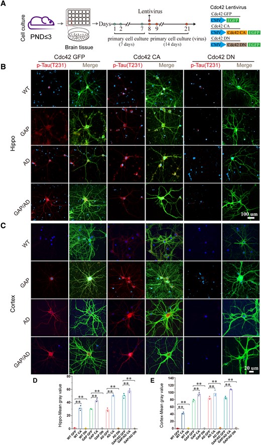 Elevated Cdc42 GTPase activity increased phosphorylated tau levels. (A) Flow chart of cell culture. (B and C) Immunofluorescence staining of tau phosphorylation (p-T231) in live-cultured fresh hippocampal and cortical neurons of wild-type, GAP, AD and GAP/AD mice showed that elevated Cdc42 GTPase activity could induce tau hyperphosphorylation and downregulate tau phosphorylation levels when Cdc42-DN lentivirus was used. (D and E) Quantification of the mean grey values in B and C. One-way ANOVA was used across groups; for post hoc comparison, the least significant difference test was used. Error bars depict SEM. *P < 0.05, **P < 0.01. PND = postnatal Day. CA = constitutively active; DN = dominant-negative.