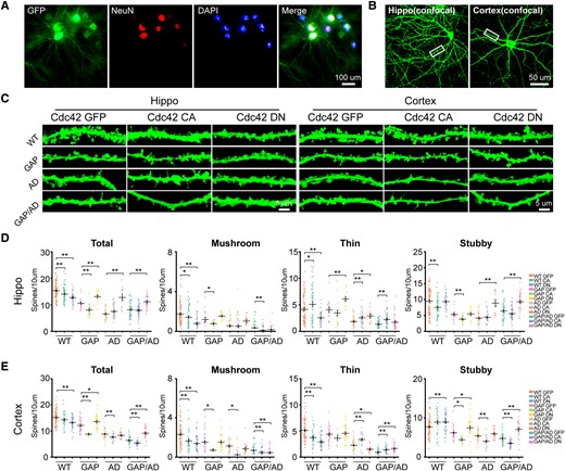 Elevated Cdc42 GTPase activity reduced hippocampal and cortical dendritic spine density. (A and B) Images of cultured hippocampal and cortical neurons. (C) Representative images of dendritic spines of wild-type (WT), GAP, AD and GAP/AD mice in the hippocampus and cortex. (D) The quantification of hippocampal total, mushroom, thin and stubby spines showed significantly decreased spine counts in the Cdc42-CA lentivirus-treated groups, and when treated with Cdc42-DN lentivirus, the reduced synaptic plasticity became closer to normal levels in the GAP, AD and GAP/AD groups. (E) Quantification of cortical total, mushroom, thin and stubby spines showed significantly decreased spine counts in the Cdc42-CA lentivirus-treated groups, and when treated with Cdc42-DN lentivirus, the reduced synaptic plasticity became closer to normal levels in the GAP, AD and GAP/AD groups. One-way ANOVA was used across groups, and the Bonferroni test was used as a post hoc comparison. Error bars depict SEM. *P < 0.05, **P < 0.01. CA = constitutively active; DN = dominant-negative.