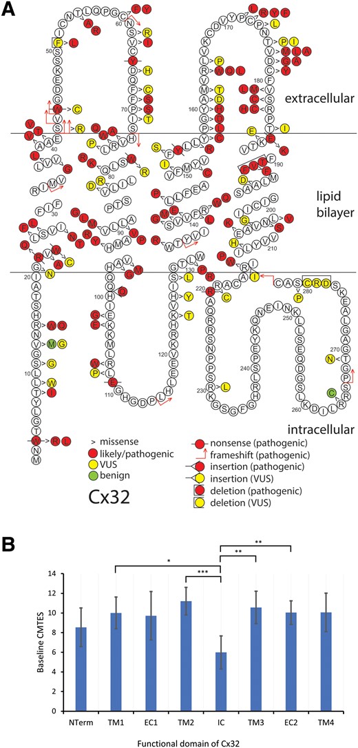 Schematic of Cx32 amino acid sequence demonstrating 146 individual coding variants described in this study (A) and mean age-adjusted baseline CMTES for pathogenic/likely pathogenic missense variants by structural domain of the Cx32 (B). (A) Pathogenic/likely pathogenic variants are depicted in red, variant of uncertain significance (VUS) in yellow and benign variants in green. Variant types are delineated as shown in the key. There are 10 frameshift, 10 nonsense, 120 missense, five in-frame deletions/insertions, and one stop-lost; the 10 non-coding variants are not shown. The variants for the two families harbouring two variants each, are here depicted separately. (B) Error bars indicate 95% confidence interval. NTerm = N-terminus, amino acids (AA) 0–20; TM1 = first transmembrane domain, AA 21–41; EC1 = first extracellular domain, AA 42–72; TM2 = second transmembrane domain, AA 73–97; IC = intracellular cytoplasmic domain, AA 98–128; TM3 = third transmembrane domain, AA 129–157; EC2 = second extracellular domain, AA 158–185; TM4 = fourth transmembrane domain, AA 186–215. There were no pathogenic/likely pathogenic missense variants in the C terminal domain. *Significance at <0.05, ** < 0.01, *** < 0.001. Analysis of covariance (ANCOVA) used with post hoc P-values adjusted for Bonferroni correction.