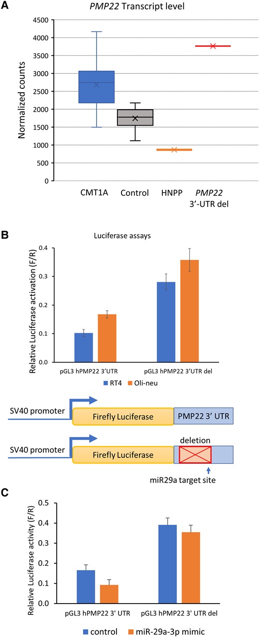 The 3′-UTR deletion elevates PMP22 transcript levels. (A) For skin biopsy samples from controls (n = 16), HNPP (n = 1) and CMT1A patients (n = 15) and the proband (from two duplicate skin biopsies) in this study, purified RNA was submitted for Nanostring transcript quantitation analysis. The box and whisker plot shows PMP22 transcript values for the samples after normalization to Schwann cell-specific genes. (B) The graph shows normalized reporter activity from luciferase plasmids containing the human PMP22 3′-UTR or a version in which the neuropathy-associated deletion was introduced (3′-UTR del). The transfections were performed in the RT4 Schwann cell and Oli-neu oligodendrocyte cell lines. Error bars indicate standard deviations. (C) The two reporter plasmids were transfected with a control siRNA or a miR-29a mimic in RT4 cells, and resulting luciferase activities indicate that deletion of the 3′-UTR renders the luciferase reporter resistant to miR-29a repression. Reduction of luciferase activity by miR-29a co-transfection was significant (P < 0.02, t-test, n = 3) for the wild-type construct. HNNP = hereditary neuropathy with liability to pressure palsies.