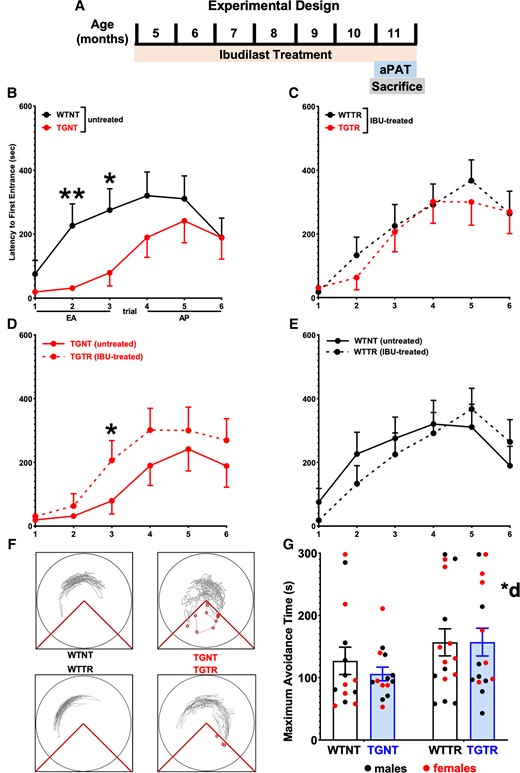 IBU treatment mitigates spatial learning and memory performance deficits. (A) Experimental timeline. (B–E) Latency to first entrance during training. (B) Early acquisition (EA) shows significant differences between WTNT versus TGNT rats. (D) TGTR perform significantly better than TGNT during EA. No differences in EA between (E)WTNT versus WTTR and (C) WTTR and TGTR. (B–E) No differences were observed in asymptotic performance (Trials 4–6) across all comparisons. (F) Track tracing of individual rat performance for Trial 3 across treatment conditions. (G) Test data show overall significant improvement in maximum time to avoid during test following IBU treated versus untreated. Repeated measures two-way ANOVA with Sidak’s post hoc tests were used in B–E. Ordinary two-way ANOVA with Sidak’s post hoc analysis was used in G. n = 14 WTNT, n = 13 TGNT, n = 15 TGTR, n = 16 WTTR. *P < 0.05, **P < 0.01. AP = asymptotic performance; *d = IBU drug treatment effect.