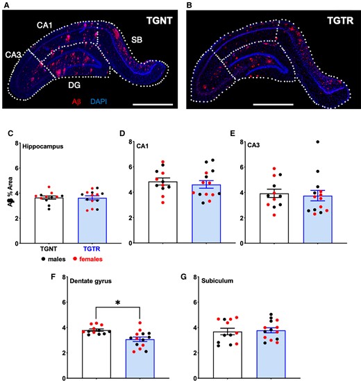 IBU treatment reduces Aβ plaque load regionally across hippocampal subregions. Immunohistochemistry for Aβ plaque load and DAPI for (A) untreated and (B) IBU-treated Tg-AD rats. Scale bar = 1000 µm for A and B. Plaque load was not reduced across hippocampal subregions (C) collapsed or in (D) CA1, (E) CA3 and (G) SB. (F) IBU-treatment significantly reduced plaque load in DG. Unpaired one-tail t-tests with Welch’s corrections were used in C–G. n = 12 TGNT, n = 14 TGTR. *P < 0.05.
