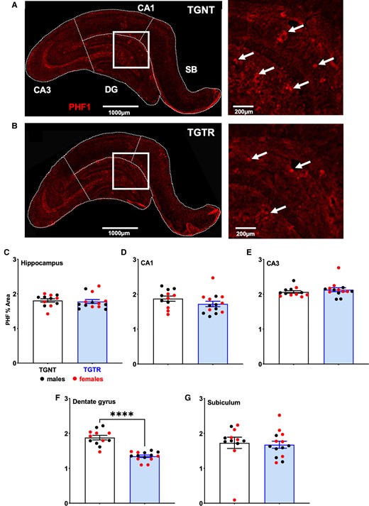 Tau PHFs in the hippocampus are regionally decreased by IBU treatment. Immunohistochemistry for tau PHF (red, PHF1 antibody) across hippocampal subfields for (A) TGNT and (B) TGTR rats. Scale bars = 1000 µm for A and B large panels, 200 µm for A and B small panels. IBU did not affect tau PHF1 reactivity across hippocampal subregions (C) collapsed or in (D) CA1, (E) CA3 and (G) SB. (F) However, IBU-treatment significantly reduced tau PHF1 reactivity in DG. Unpaired one-tail t-tests with Welch’s corrections were used in C–G. n = 12 TGNT, n = 14 TGTR. *P < 0.05.