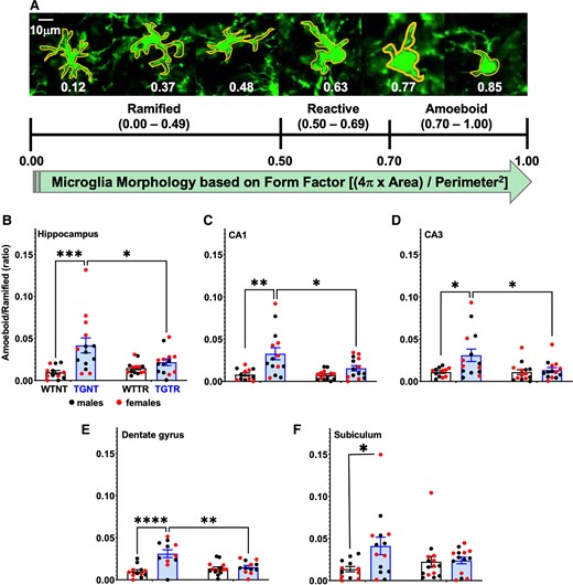 IBU treatment reduces hippocampal amoeboid/ramified microglia. (A) Microglia immunohistochemical analysis (Iba1 antibody) identified three different types of microglia morphology expressed by specific form factor ranges for circularity. Hippocampal amoeboid/ramified microglia ratio is significantly increased in TGNT compared to WTNT rats in the (B) hippocampus collapsed across all subregions (C) CA1, (D) CA3, (E) DG and (F) SB. IBU treatment prevented this rise in the hippocampus collapsed across all subregions and in each individual subregion. Ordinary two-way ANOVA with Sidak’s post hoc tests were used in B–F. n = −12 TGNT, n = 14 WTNT, n = 14 TGTR, n = 14 WTTR. *P < 0.05, **P < 0.01, ***P < 0.001.