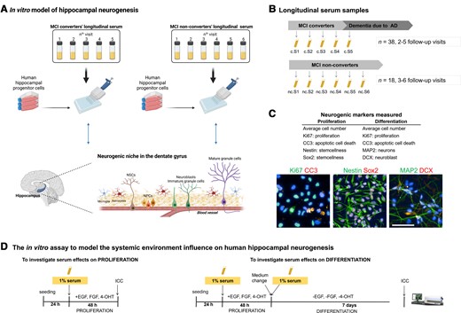 Outline of the experimental design and sample collection. (A) HN is regulated by a complex microenvironment, composed of blood vessels and various cell types such as hippocampal neural stem cells (NSCs), neural progenitor cells (NPCs), neuroblasts, immature/mature granule cells (i.e. neurons), microglia and astrocytes (i.e. neurogenic niche). Blood-derived factors, delivered to the niche by its rich vasculature, play a fundamental role in modulating HN. We aimed to model the role of systemic environment on the hippocampal neurogenic process during Alzheimer’s disease progression, by treating a human HPC line with 1% longitudinal serum at different stages of HN (i.e. proliferation and differentiation of HPCs). (B) Longitudinal serum samples were collected during annual follow-up visits from 56 participants diagnosed with MCI at baseline (n = 38 converted to Alzheimer’s disease, n = 18 remained cognitively stable). A total of 338 samples were analysed. For each sample, three biological replicates (cells of three different passage numbers) were used and for each biological replicate, there were technical triplicates. (C) Neurogenic markers measured in the proliferation and differentiation phases of the assay are outlined (top) and representative images of cells positive for Ki67, CC3, Nestin, Sox2, MAP2 and DCX are shown (bottom). Scale bar = 100 μm. (D) An overview of the proliferation and differentiation phases in the assay. HPC0A07/03C cell line was treated with 1% serum samples from MCI converters and non-converters collected at sequential follow-up visits. Proliferation medium included EGF, bFGF and 4-OHT. Differentiation medium lacked these factors. To analyse serum effects on proliferation, 24 h after seeding, medium was replaced with proliferation medium supplemented with 1% serum. Cells were fixed 48 h later and subjected to ICC. To analyse the effects of serum on differentiation, at the end of proliferation phase, medium was replaced with differentiation medium supplemented with 1% serum. Cells were fixed 7 days later and subjected to ICC. c = converters; nc = non-converters. Panel A was created with BioRender.com.