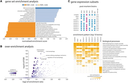 Enrichment analyses of the genes associated with cortical thinning in iRBD. (A) The top 10 biological process terms from the Gene Ontology Consortium knowledge base that are enriched in the positively and negatively weighted gene sets predicting cortical thinning in iRBD. Terms are ranked based on the normalized enrichment score; darker coloured bars present significantly enriched terms after FDR correction. (B) Volcano plot of the over-representation analysis showing the biological process terms enriched in the genes most strongly associated with cortical thinning in iRBD (bootstrap ratio < −5.0). The colour bar represents the number of overlapping edges for each gene category and the size of the dot represents the size of the gene category. (C) Additional gene enrichment analyses performed on different subsets of post-mortem brains (different gene expression matrices) showed that the enriched patterns in association with cortical thinning in iRBD were stable and different from Alzheimer’s disease. The upper grid represents the different post-mortem brains selected for each analysis, with post-mortem brain #15496 being a female donor. The lower grid represents the top 10 biological process terms obtained in each analysis, with numbers representing the respective ranking of the term based on the normalized enrichment score. GO = Gene Ontology.